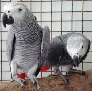 Congo African Grey parrot Female Baby