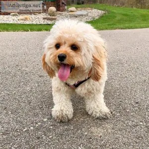 Special little cavapoo puppies