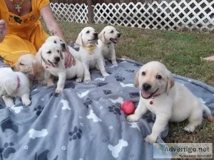 Hi we had eight AKC white Labrador Retriever puppies they will b