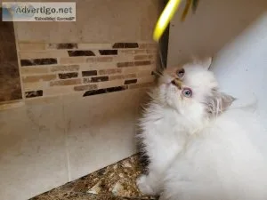 Himalayan Persian kitten for sale