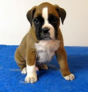 Stunning male and female Boxer Puppies for sale