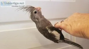Bby cockatiels