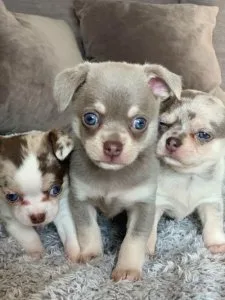 Looking homes for my Chihuahua puppies