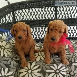 Two Adorable Golden Retrievers