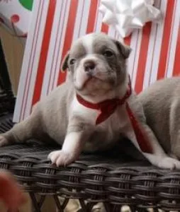 Champagne Kc Boston Terrier Puppies