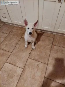 3 month female German Shephard Puppy
