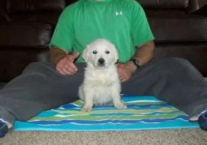 AKC Manificient Golden Retrievers Puppies
