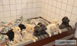 Labrador Retrievers available