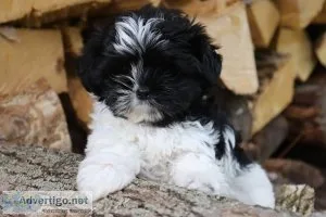 Trigger Male Shihpoo
