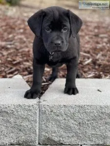PUREBRED BLACK LAB PUPPIES