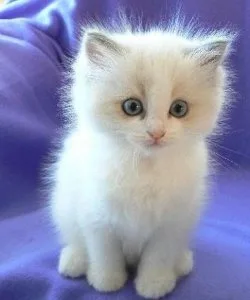 Pure bred Rag-doll kittens
