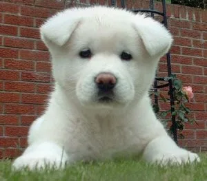 Tanny the Adorable Akita Puppies ready for sale