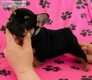 Fully vaccinated REDUCED Beautiful french bulldogs puppy&rsquos