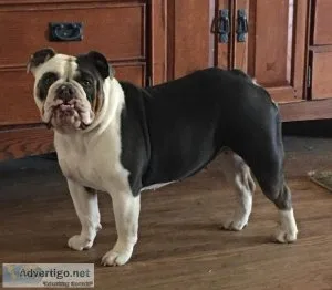 English bulldog AKC Blue Tri DNA QUAD carrier 1000