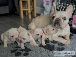 9 weeks old KC registered French bulldog puppies