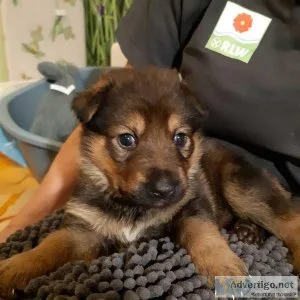 Super Cute and Adorable German Shepherd puppies for sale
