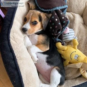 Beautiful Beagle Pups Available