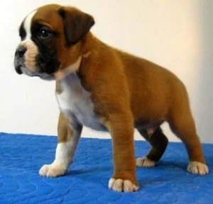 Male and Female Boxer Puppies For Sale Adoption