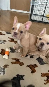 Stunning L4 fluffy carrier Cream French bulldog pups