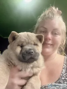 Chow Chow puppies