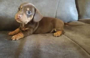 male and female Cute and Adorable Dachshund Puppies for sale