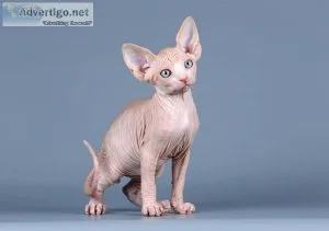 Sphynx kittens