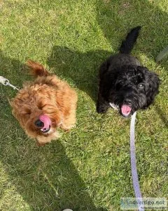 Special little cavapoo puppies