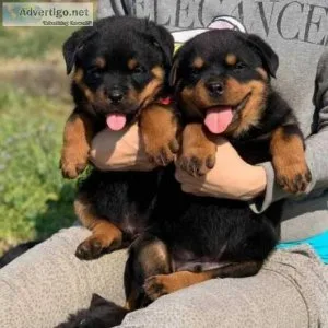 Rottweiler Puppies