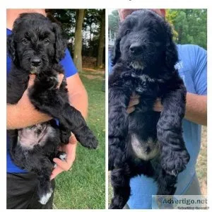 Aussiedoodles