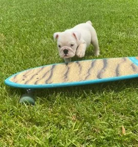 English Bulldog puppy