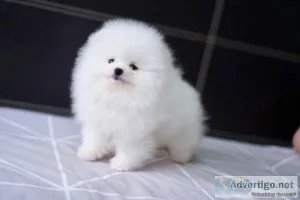 Two lovely pom puppies for new  gift