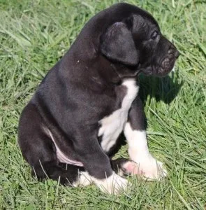 Absolutely Gorgeous Great dane Puppies For Sale