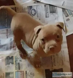 Red Nose pitbull puppies