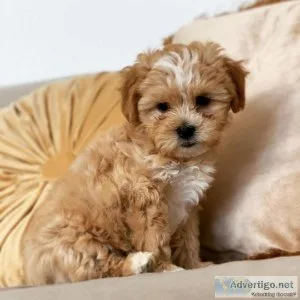 Maltipoo Puppy