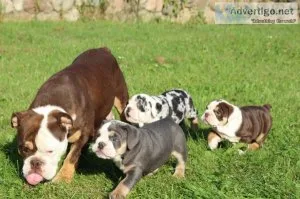 Adorable English Bulldog Puppies for sale