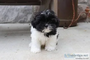 Taffy Male Shihpoo