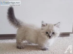 Munchkin kittens