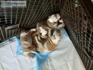 Five lovely beautiful American bulldog puppies
