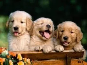 Home Raised Goldern Retriver Puppies