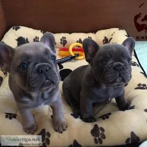 Cute French Bulldog Puppies