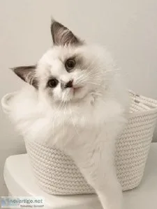 Ragdoll kitty