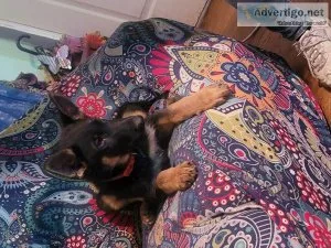 German shepherd puppies