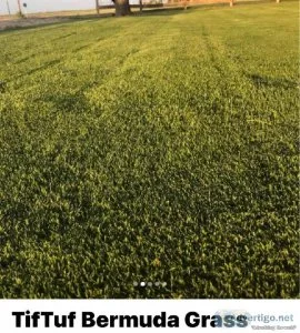 TifTuff Bermuda Grass