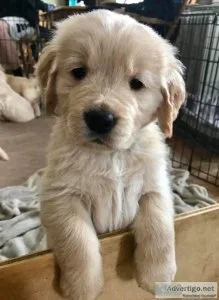 Pure Bred Golden Retriever Puppies Ready for Families February 2