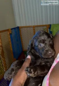 Labradoodle Puppies