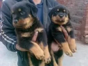 Fantastic Rottweiler Puppies available