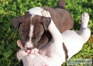 Trained Pitbull Puppies available