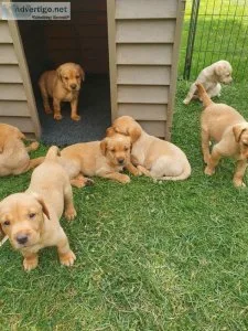 Labrador retriever puppies for sale