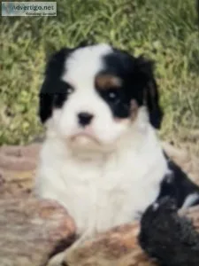 AKC Kila