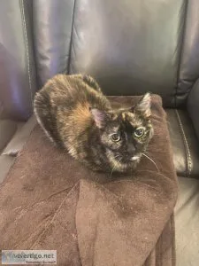 Female cat